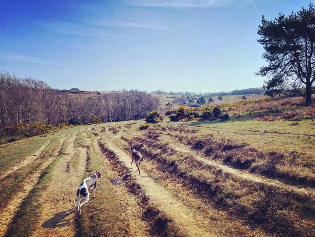 Rugged main path, passing one lone tree on the right