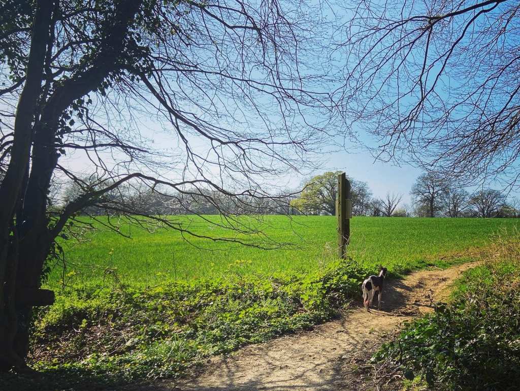 Turn right and leave the woods via a gap into the field