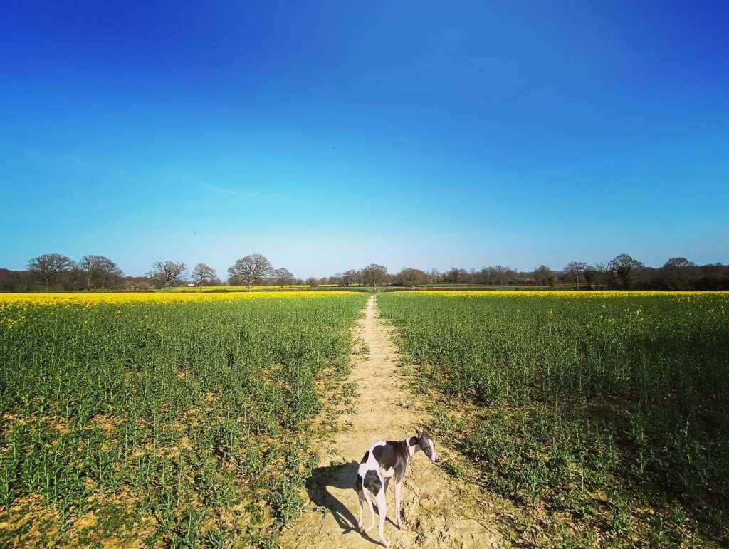 Straight through the middle of the third field