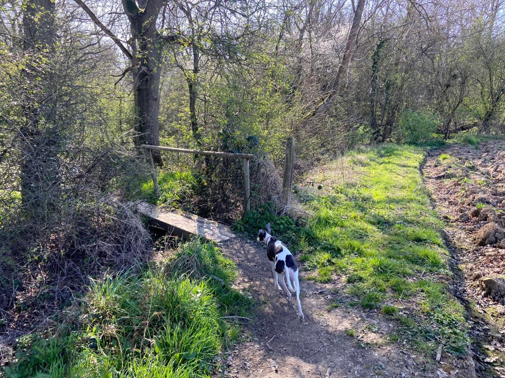 Exit the field via the plank bridge