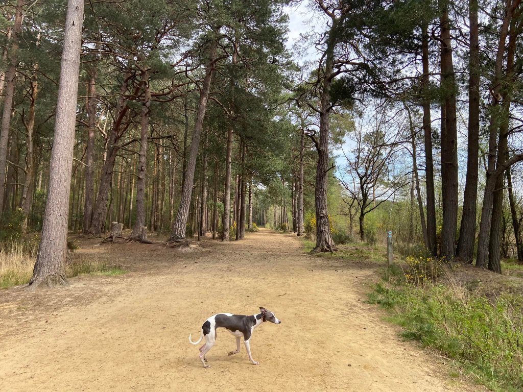 Head into trees after the ponds (you can turn left here to shorten the route a little bit if you want to)