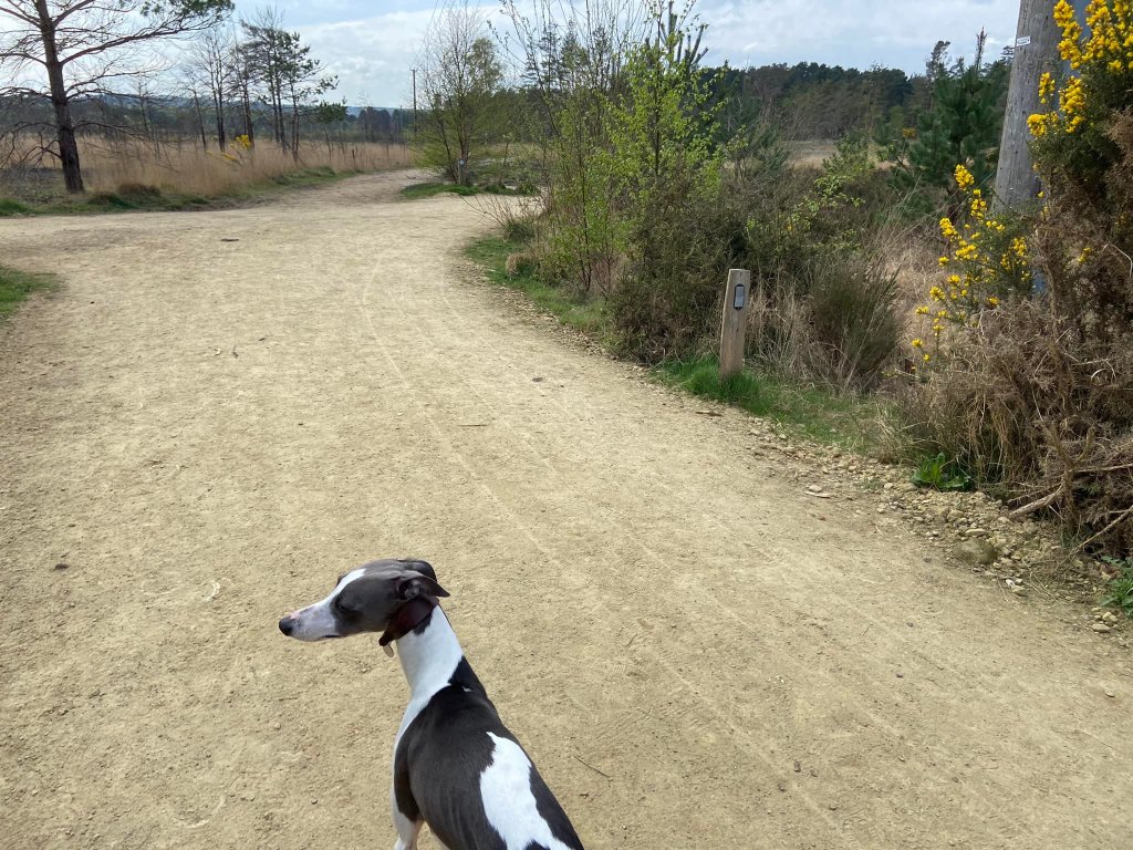 Turn right at the cross paths just after the pylon and little wooden post