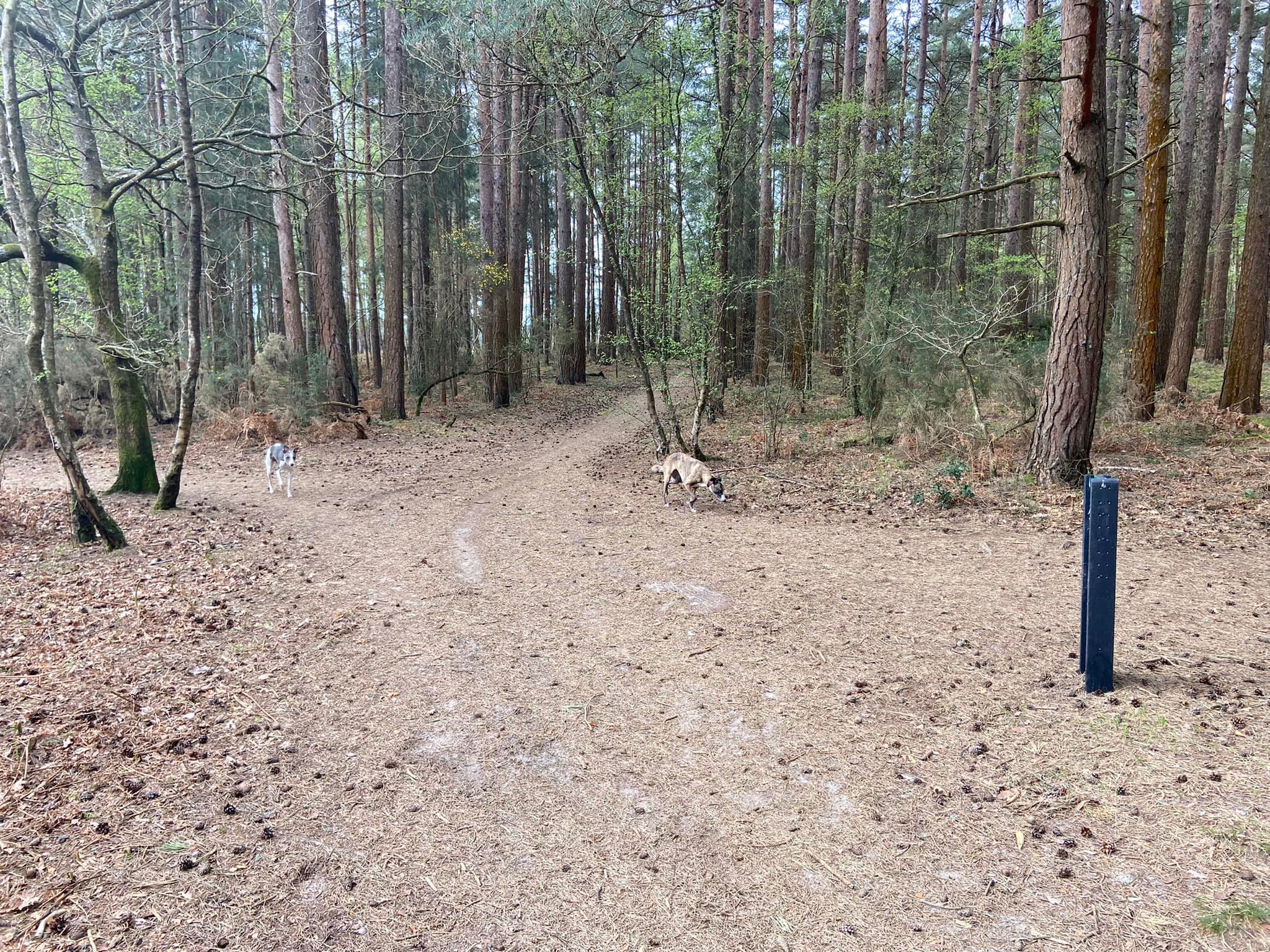 Left at the cross paths by the black marker post