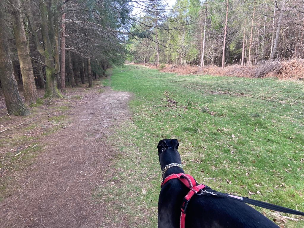 Japanese Larch-Poplar plantation on left and broadleaf woodland on right
