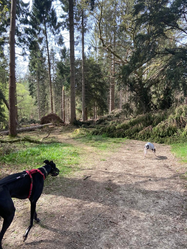 Go around the fallen trees that are across the path