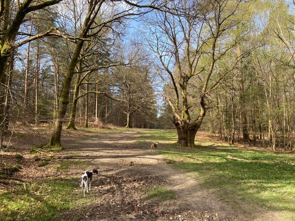 Ancient tree in the middle of the path