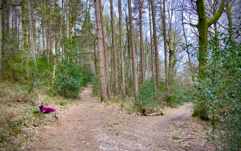 Right at the fork, despite Jett's positioning