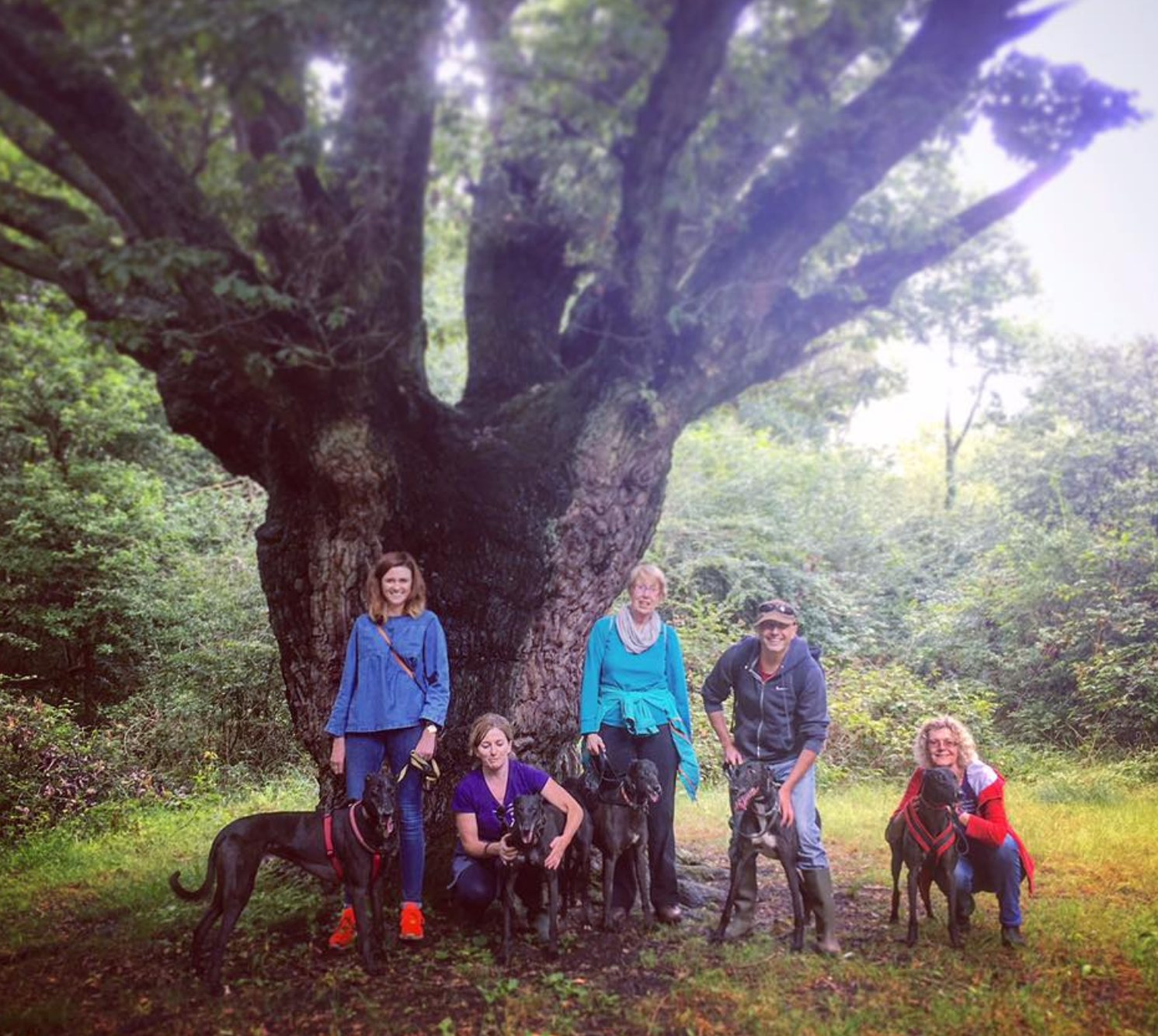 Kennel hounds at the Wishing Tree
