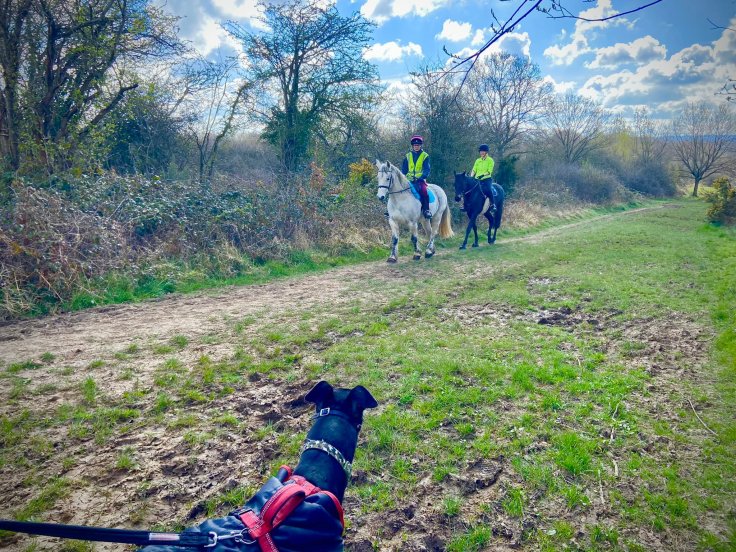 On main rides, you may see horses