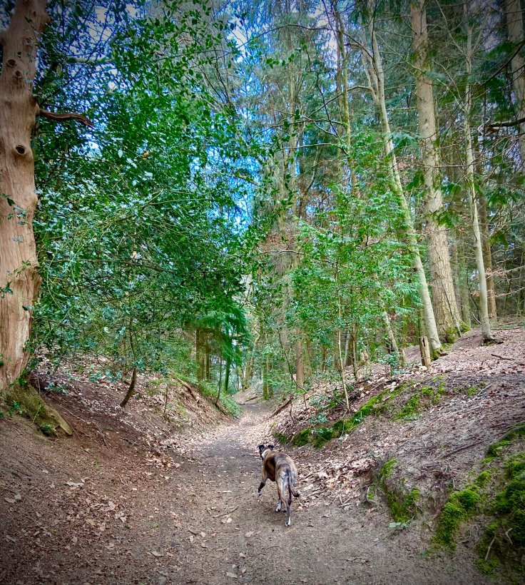 The path goes back into coniferous woodland
