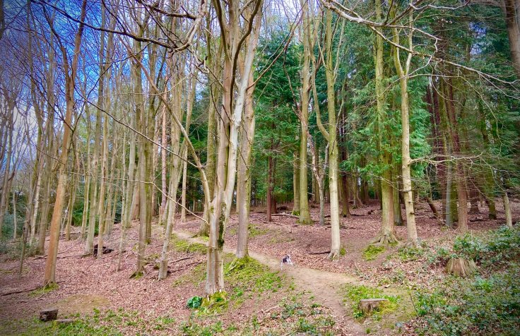 The small path heads through the woods