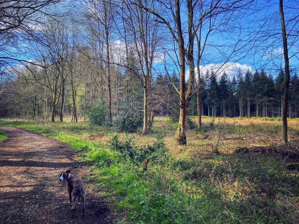 Patch of gorse heathland over to the right