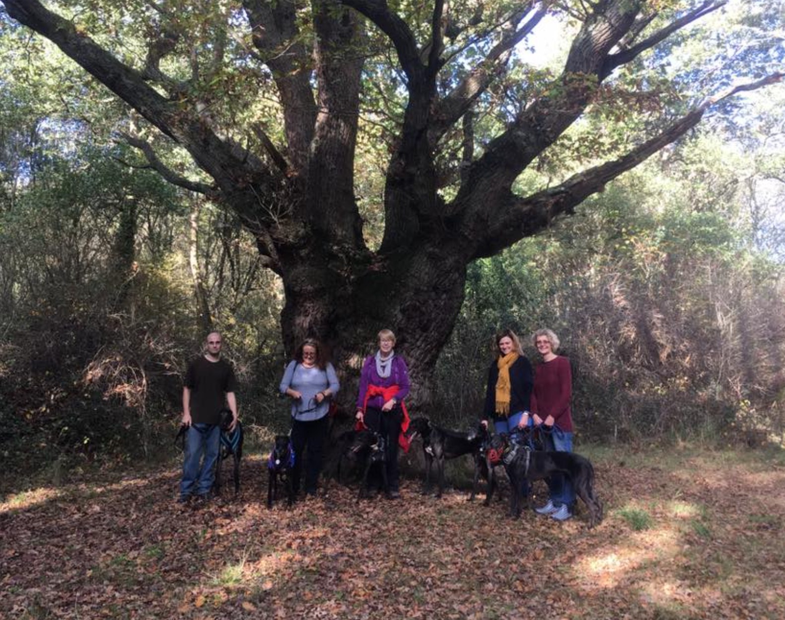 Kennel hounds at the Wishing Tree