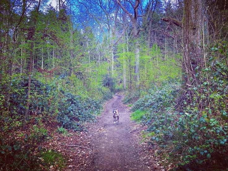 Back on the North Downs Way
