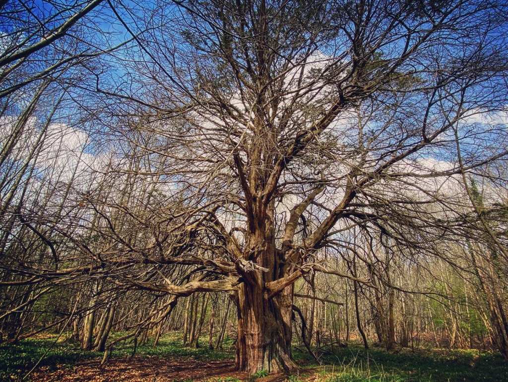 1,000 year old Yew Tree