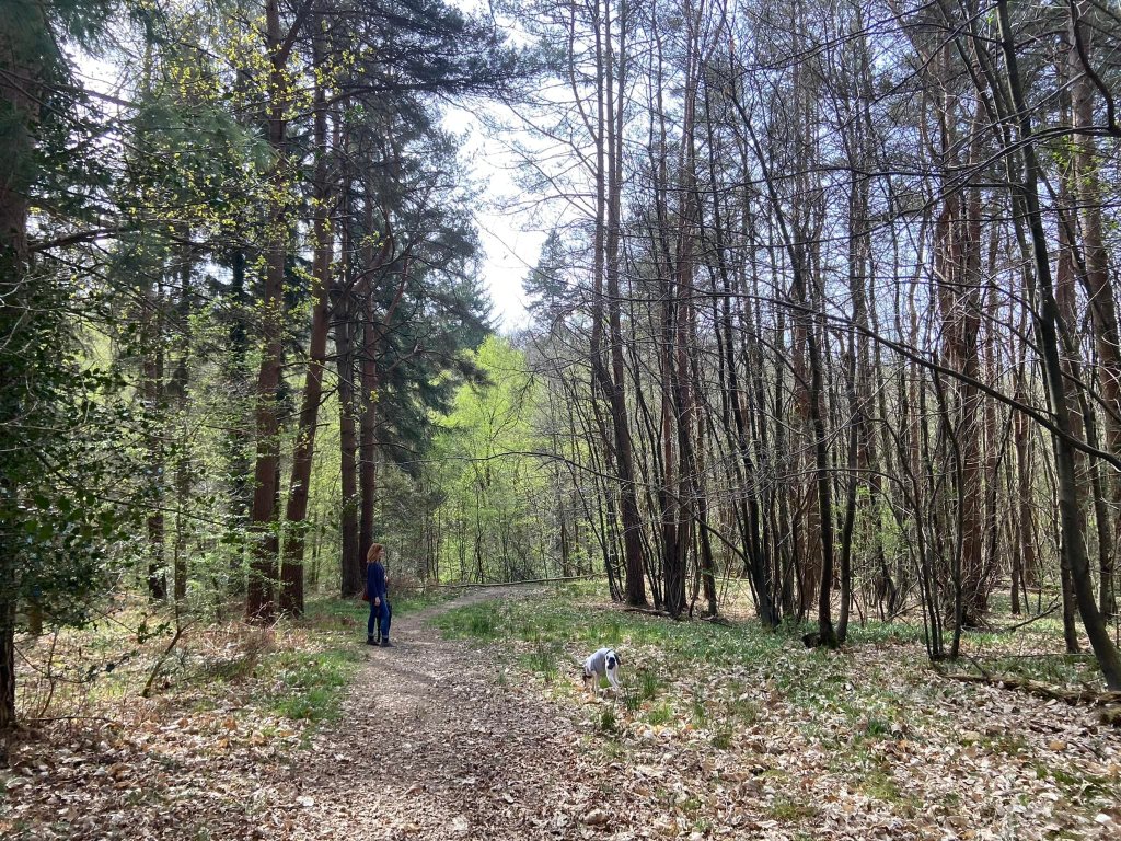 Take the path off left between the two distinctly different tree types
