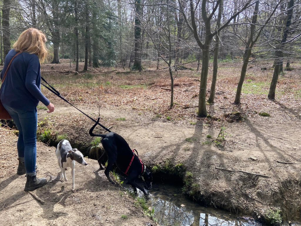 Go back over (or in) the little stream