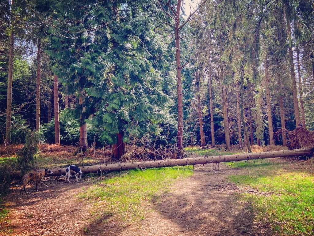 Go over the fallen tree trunk and take the left fork