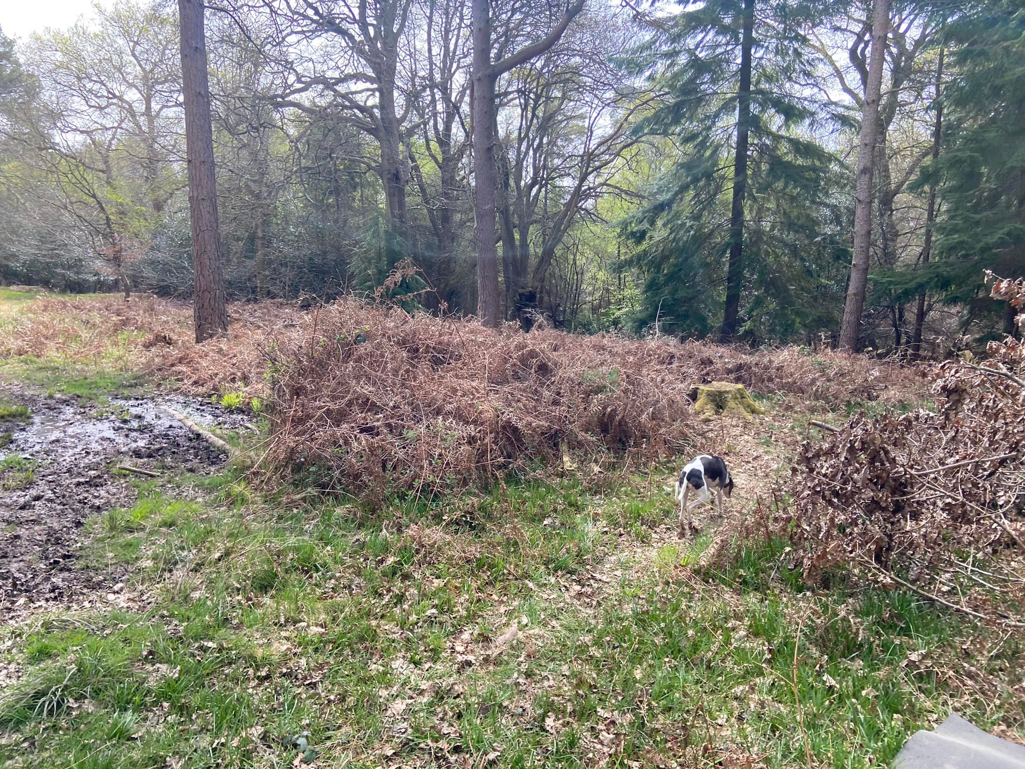 Drier bracken path