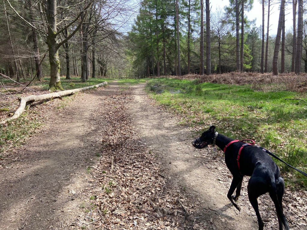 Pass the long fallen tree trunk