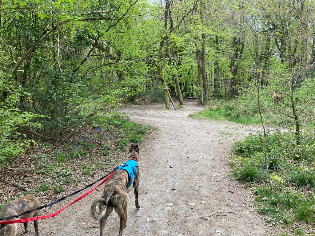 Turn left at the first cross paths