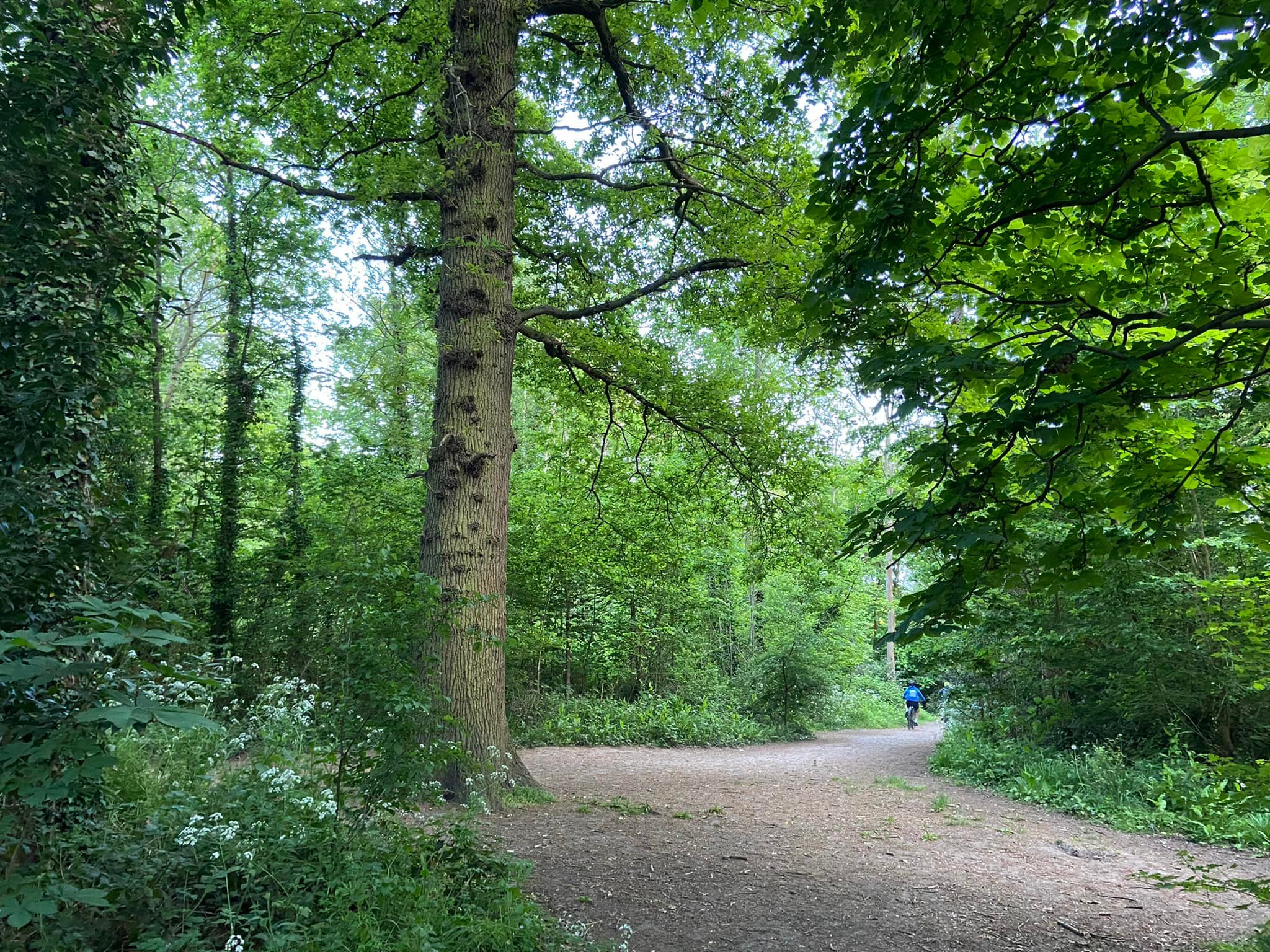 Continue straight at the cross paths with the big tree